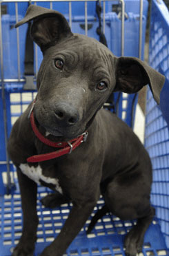 laika_shelter