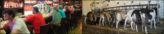 bar patrons vs goats